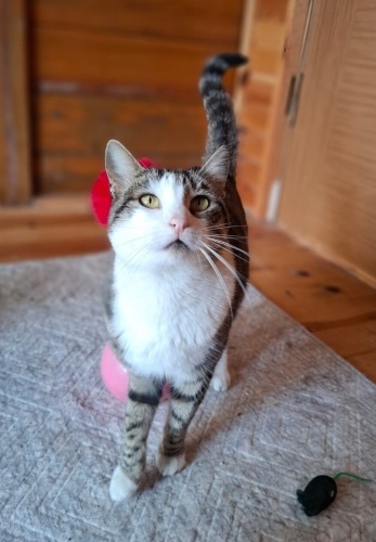 KISIR, AŞILI, DÜNYA TATLISI ÇOK SEVECEN ACİL YUVA fotoğraf