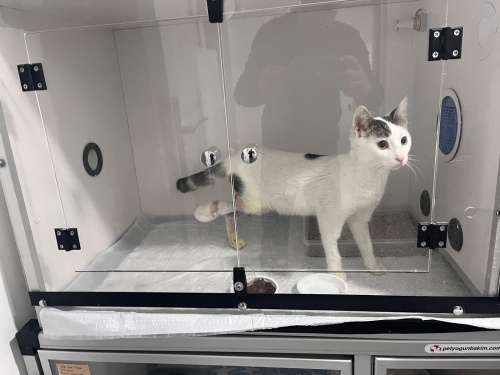 Engelli mırmır DuruCan'a yuva fotoğraf