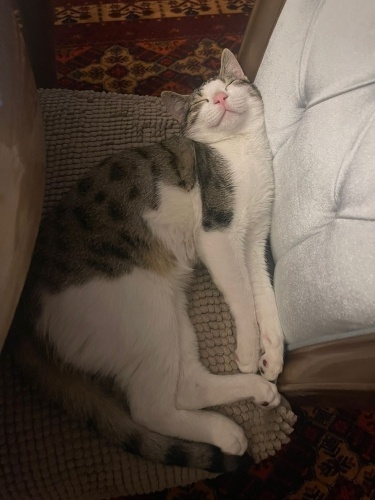 Sevimli , tatlı ve enerjik ev kedisi fotoğraf