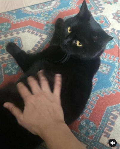 Lola yuva arıyor fotoğraf