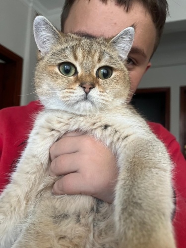 Erkek 8 aylık uysal fotoğraf