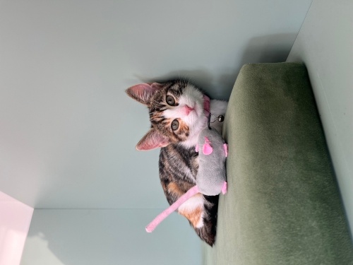 Sevecen, oyun delisi, temizliğine düşkün çok sevimli tekir Reçel yuvasını arıyor fotoğraf