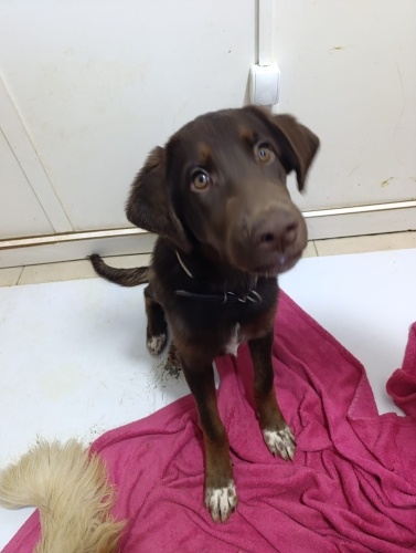 8 aylık labrador erkek yuva arıyoruz fotoğraf