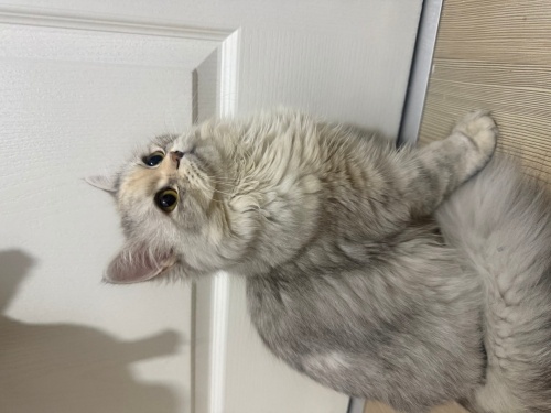 Uysal, kendini sevdirir, oyun oynamayı sever fotoğraf