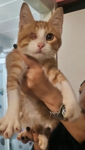 4 aylık Savaşçı Sarman Acil Yuva fotoğraf