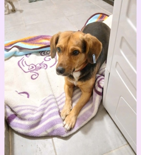 1 YAŞ KISIR BEAGLE KIZ BARINAĞA DÜŞMEDEN YUVA ARIYORUZ fotoğraf