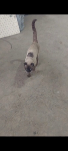 Sanayide bulunmuş varsa sâhibi yoksa yuva fotoğraf