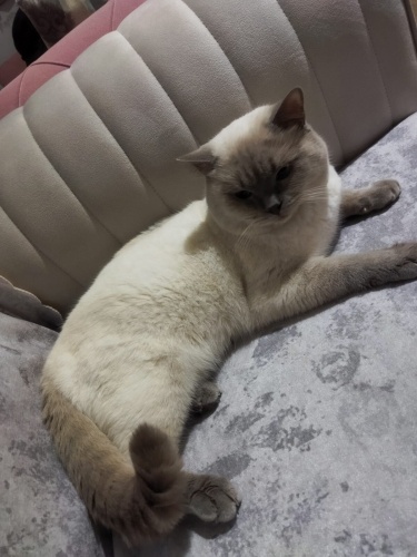 Alibabada bulunmuş varsa sahibi yoksa yuva arıyoruz fotoğraf