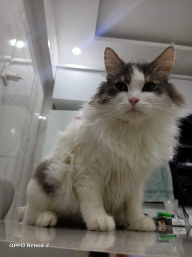 Norveç orman kedisine yuva arıyoruz fotoğraf