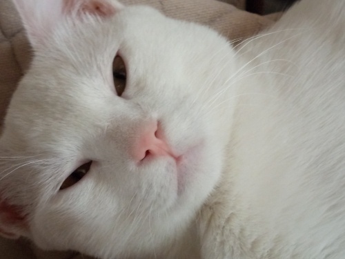 Çok sevecen ,oyuncu rüzgarım❤️ fotoğraf