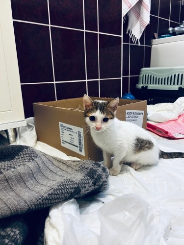 Boncuk ömürlük yuvasını arıyor 😻🧶😻 fotoğraf