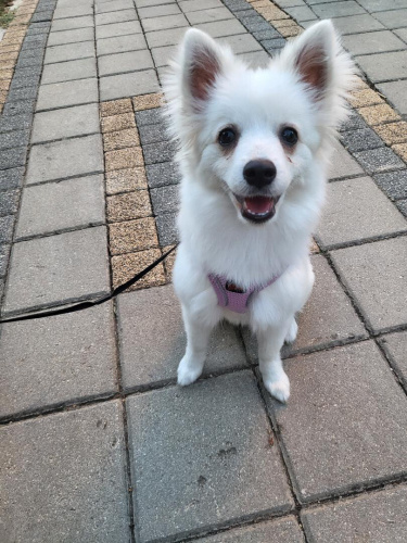 Puffy yuva arıyor fotoğraf