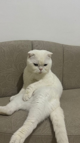 scotişh fold kehribar gözlü beyaz erkek fotoğraf
