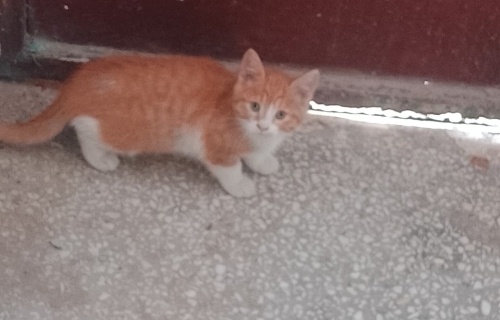 2 aylık tarçın Ömürlük ailesini arıyor fotoğraf