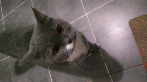 britişh uysal yumuşacık çok uslu fotoğraf