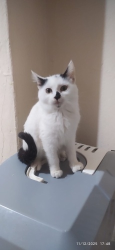 3.5 aylık beyaz kızımız yuva arıyor fotoğraf