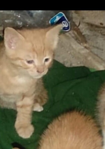 2 aylık hurmaya ömürlük yuva arıyor fotoğraf