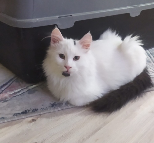 Beyaz yavru yuva arıyor fotoğraf