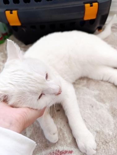 Pamuk prenses yuvasını arıyor fotoğraf