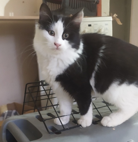 Mercan yuva arıyor fotoğraf