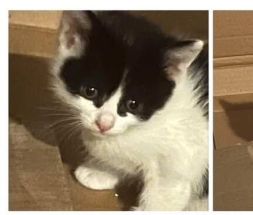 1 aylık Bu minik yavru yeni ailesini arıyor fotoğraf