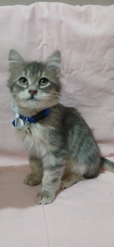 Milki yuva arıyor fotoğraf