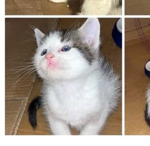 1 aylık şekerimiz ömürlük yuvasını arıyor fotoğraf