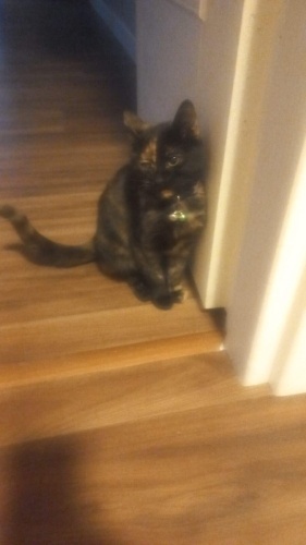 Paspas yuva arıyor fotoğraf