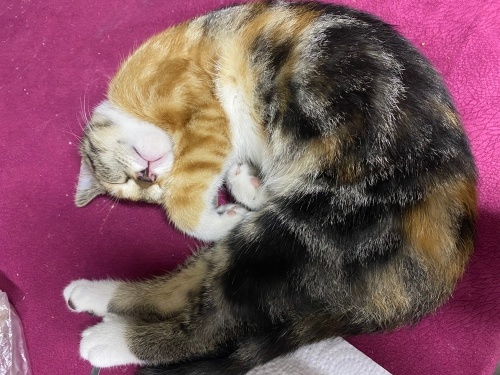 Sizinle uyumayı çok sever tuvalet eğitimi ve aşıları var fotoğraf