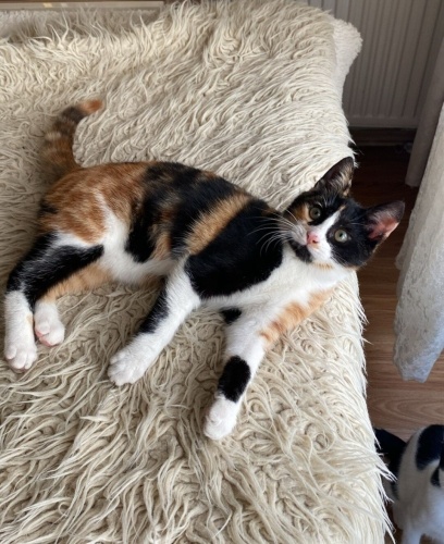 Acil yuva aranıyor fotoğraf