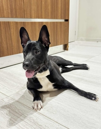 Ücretsiz sahiplendirme fotoğraf