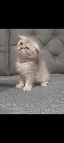 Sıcak yuvası olurmusunuz fotoğraf