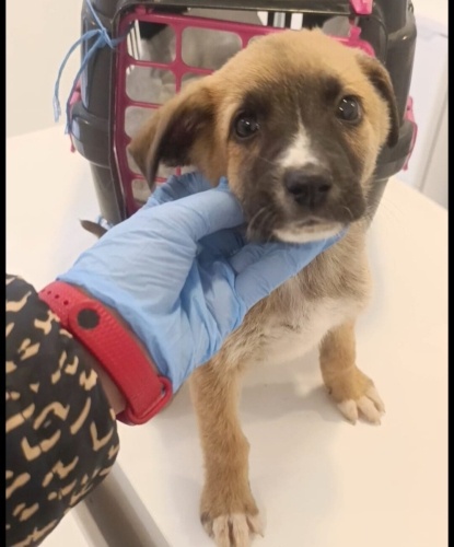 Acil yuva aranıyor fotoğraf