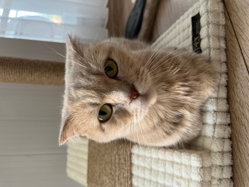 Boncuk acil yuva arıyor fotoğraf