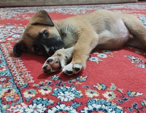 Acil yuva aranıyor fotoğraf