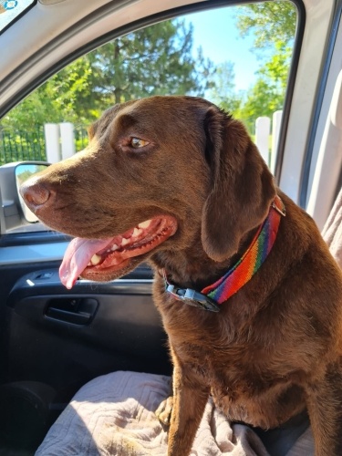 Ücretsiz Labrador Sahiplendirme fotoğraf