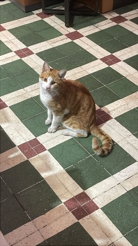 Portakala yuva olun fotoğraf