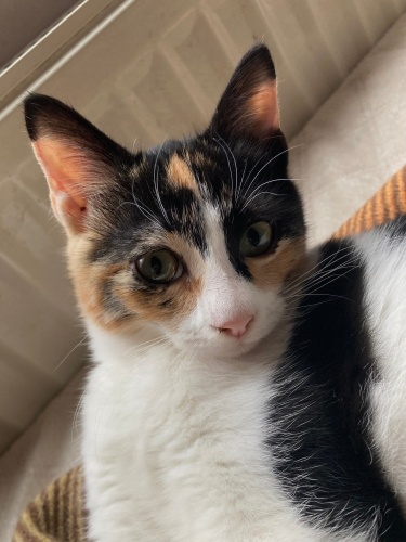 Mercimek’e ömürlük yuva fotoğraf