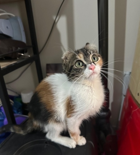 Şeker kız yuva arıyor fotoğraf