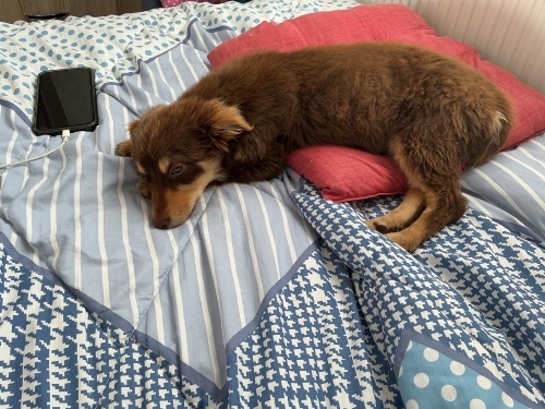 İnsan canlısı sevecen sakin fotoğraf