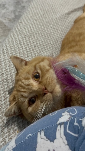 Çok uysal, sahiplenici, sevdiren bir dost. fotoğraf