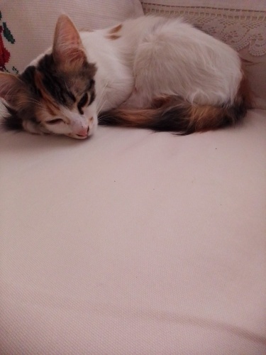 Acil yuvarlandırma fotoğraf