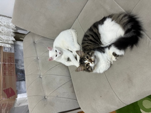 İki kardeş kedimi sahiplendirmek istiyorum fotoğraf