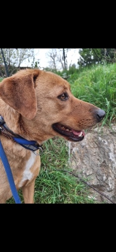 Barınakta: Boşanırken Terkedilen Labrador Mix Oğlumuz SKY Yuva Arıyor! fotoğraf