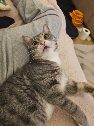 İZMİR SAHİBİ VEFAAT ETTİ! ÖMÜRLÜK YUVASINI ARIYORUZ fotoğraf