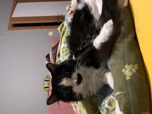 Ailem olur musun fotoğraf