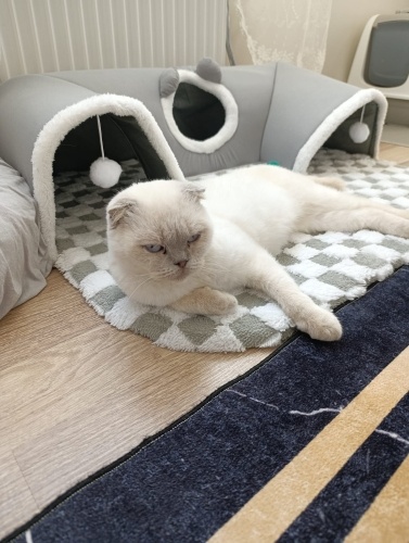 Sıcak bir yuva arıyor fotoğraf