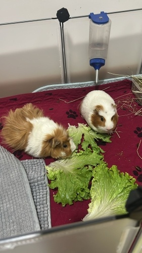 Ginepiglerim şakir ve paşayı sahiplendiriyorum fotoğraf