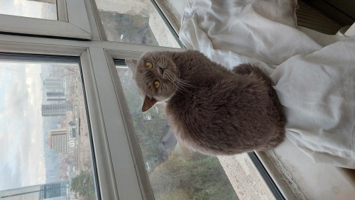 Sokaktan bulundu şimdi sıcak yuvasını bekliyor fotoğraf