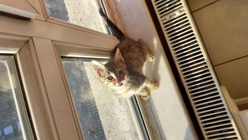 Şeftaliye yuva arıyoruz fotoğraf